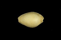 藏品(紅花寶螺)的圖片